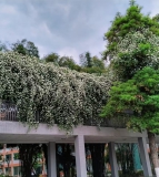 四川师范大学附属中学（川师附中·川附）